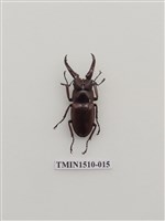 藏品(鍬形蟲科(一))的圖片